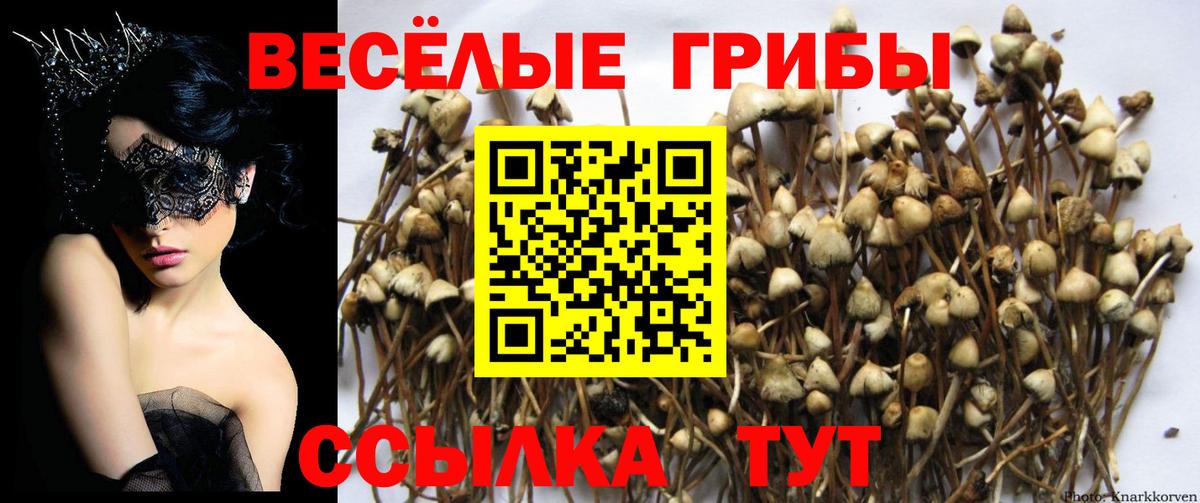 Псилоцибиновые грибы Cubensis  Вход с VPN  Нижний Новгород 